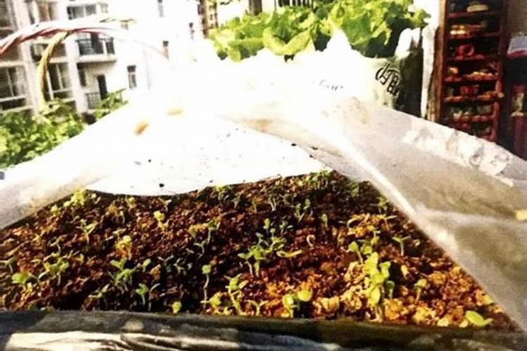 地膜种菜如何施肥