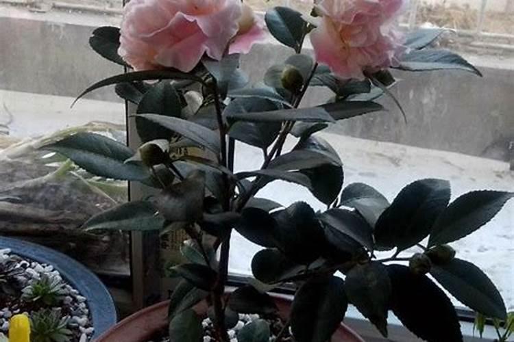 长寿花10月份以后可以修剪吗
