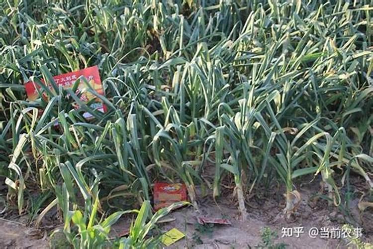 芹菜打什么叶面肥？施肥的最佳时间是什么时候？
