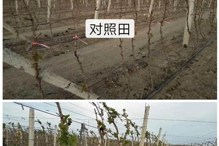 茶叶的用肥方法