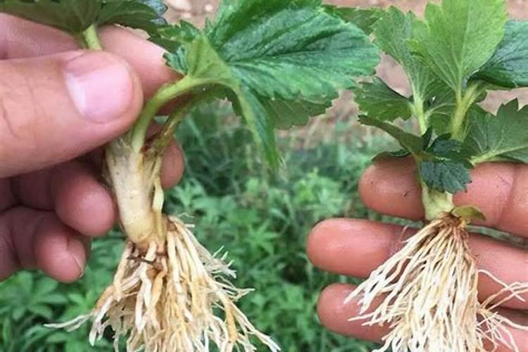芸苔素能促进生根吗 芸苔素促进生根吗
