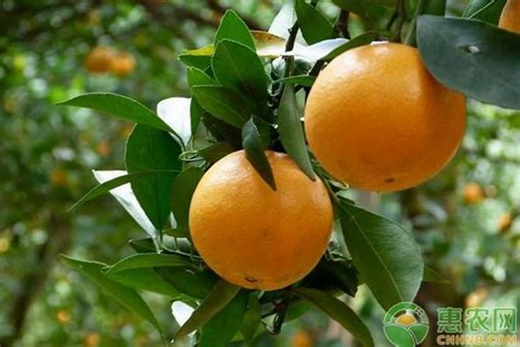 贡柑的种植技巧 贡柑养殖需要注意什么