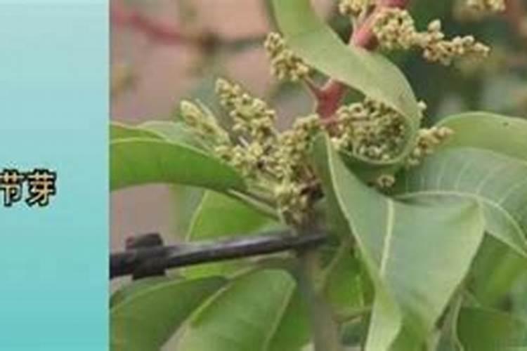 芒果果期施什么肥？