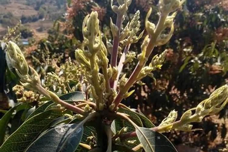 ...结果期种植管理如何做？芒果开花坐果期用什么肥料好