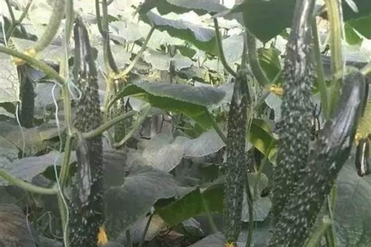 黄瓜不同生长期如何施肥