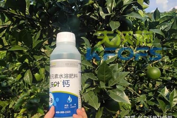 油菜苔的功效和作用
