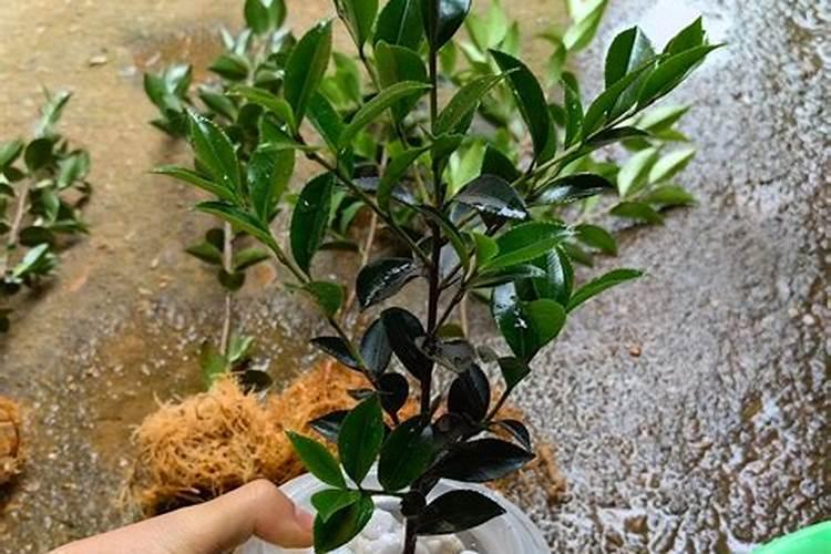 芸苔素怎么给茶花用？