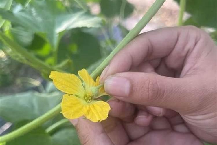 甜瓜授粉15天后冲平衡肥还是高钾肥好？