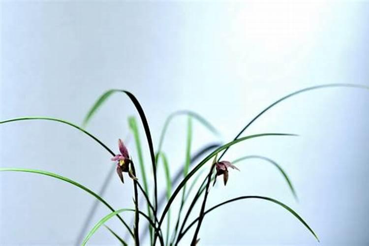 白兰花施什么肥料最好