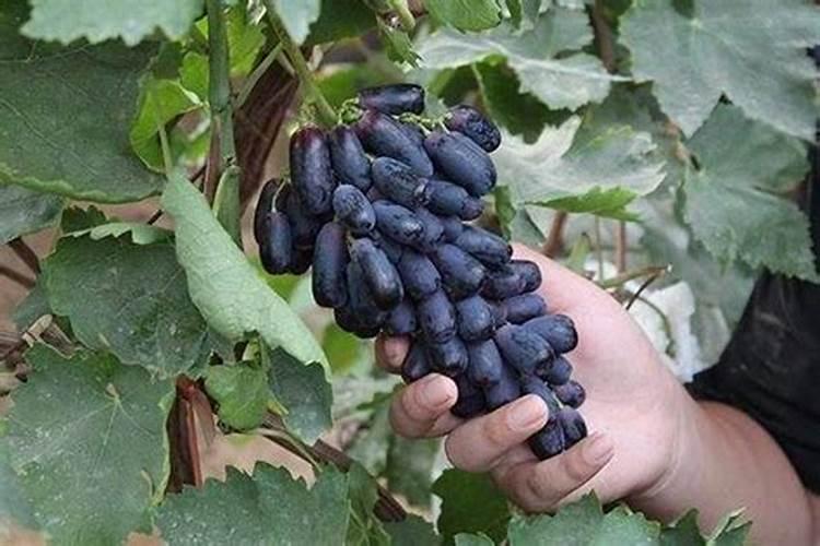 家里空地不要闲,此树种2棵,果子软糯奶香味,一年两熟好养活