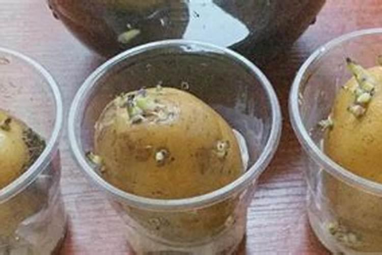 种土豆用什么肥料最好
