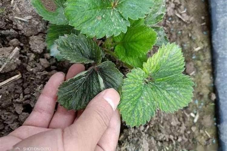 栽好草莓苗应该打什么农药？