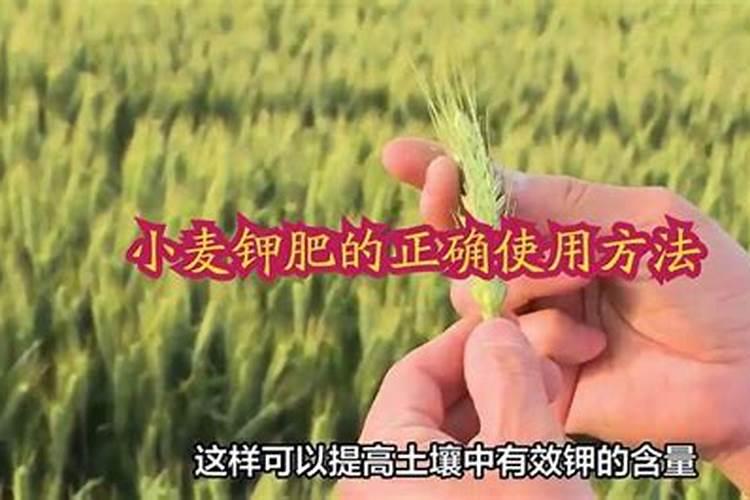 钾肥一亩地上多少