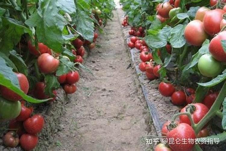 番茄压苗过拢怎么恢复长势？