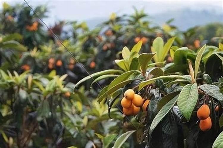 种植枇杷需要掌握的施肥技巧有哪些 枇杷怎么施肥