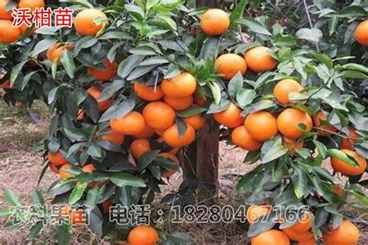 柑橘壮果肥用什么复合肥好 哪些肥料可以促进生长