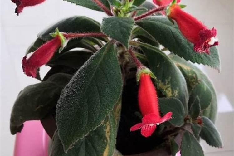 玉米开花期能用杀虫剂吗？