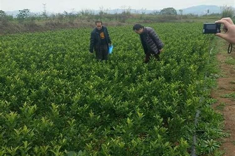 柑橘苗叶面肥施药方法
