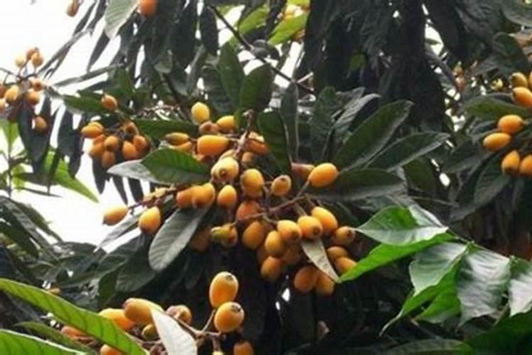 什么肥料对枇杷树的生长最为有利