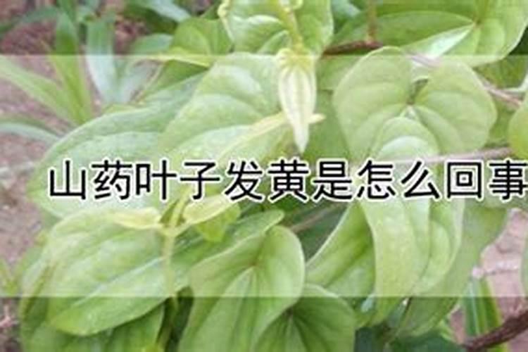 麻山药八月里用什么肥料