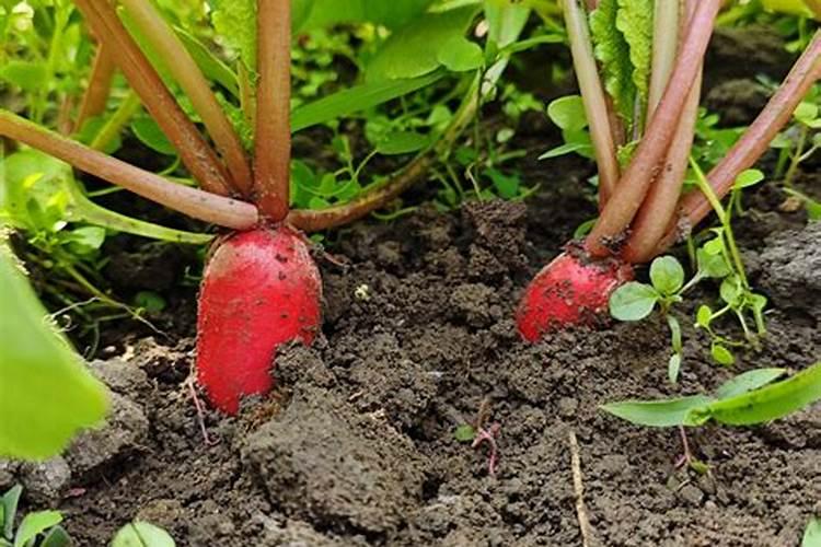 胡萝卜膨果冲施什么肥料？胡萝卜膨果叶面肥什么时候用合适