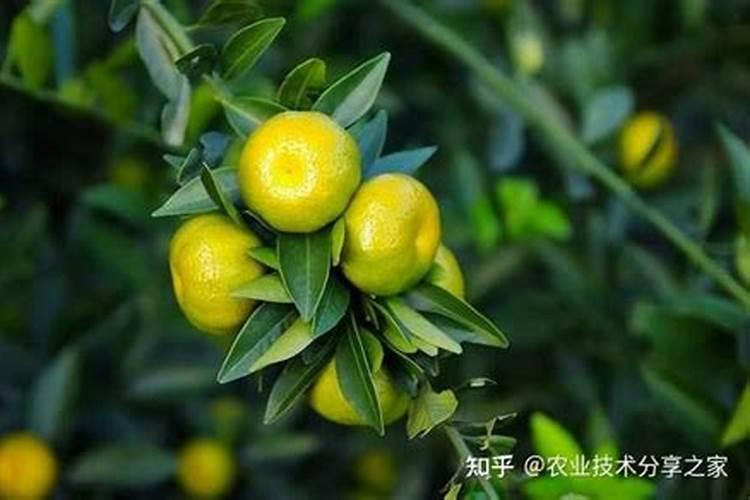 怎么判断月季要施肥了 判断的方法有哪些