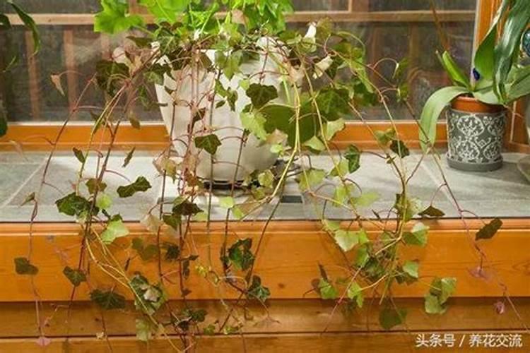 种植辣椒施肥用钾肥好还是尿素好