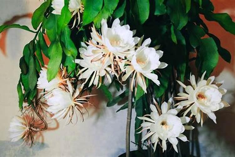 昙花施肥用什么肥料,长花蕾的时候可以施肥吗
