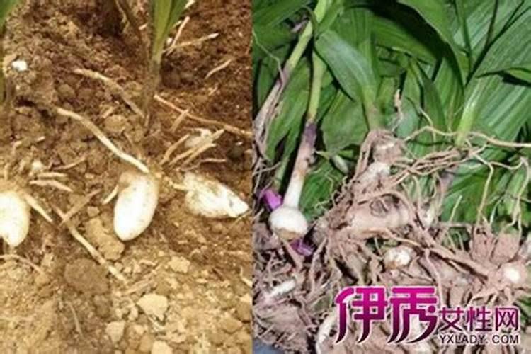 番茄结果期要注意什么
