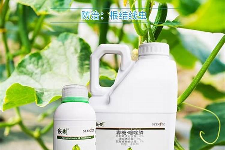 夏天家里怎么养月季 夏天家里如何养月季