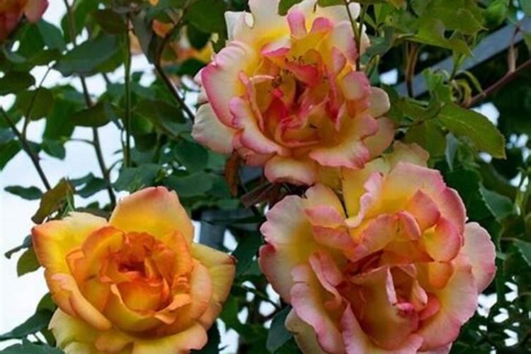 地栽月季多久施肥一次