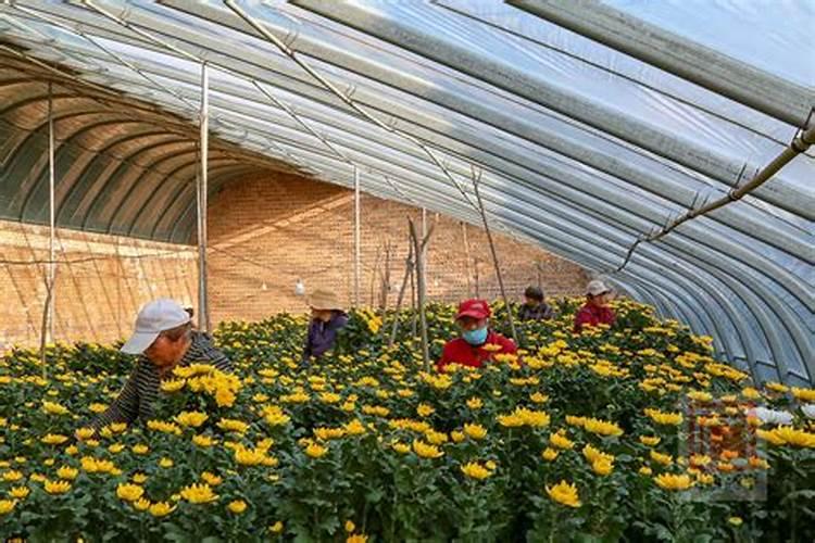 大棚蔬菜应如何正确施用冲施肥