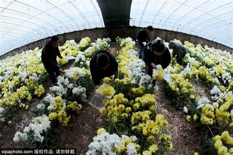 冲施肥的使用方法