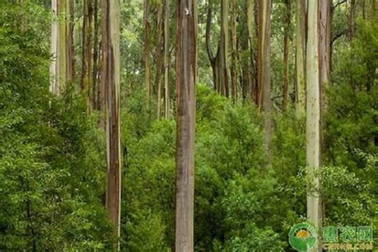 大家帮我看看这些桉树苗是怎么回事,谢谢