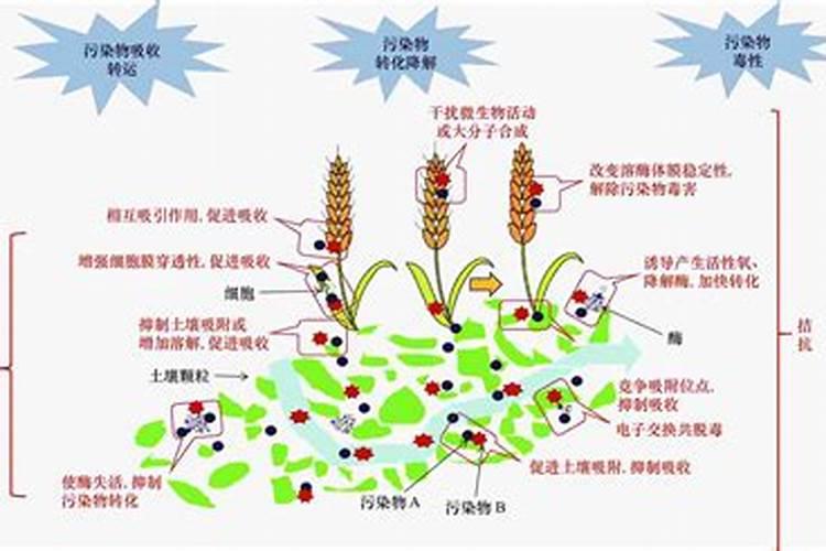 发财树施肥用什么肥料,施肥正确方法