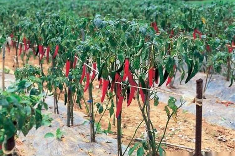 种植辣椒的专用肥料。要高产。用什么配比什么类的好