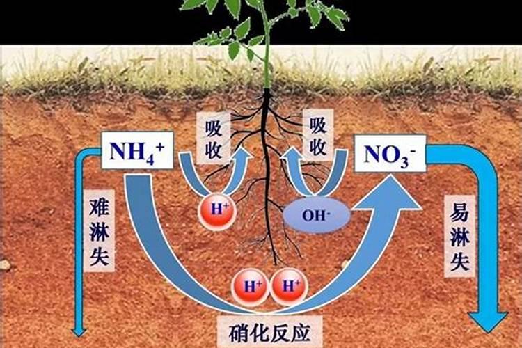 蜂蜜加陈醋的正确方法 蜂蜜加陈醋的方法介绍