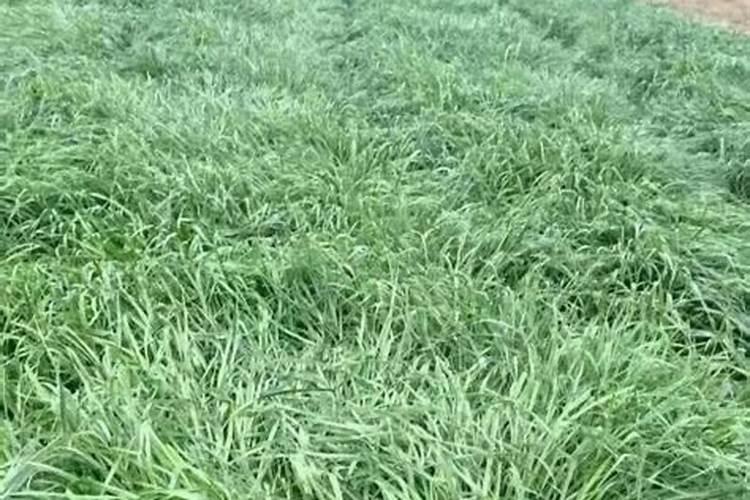 蜂蜜加什么醋