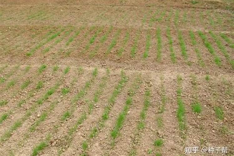 黑麦草发芽后先修剪还是先施肥呢