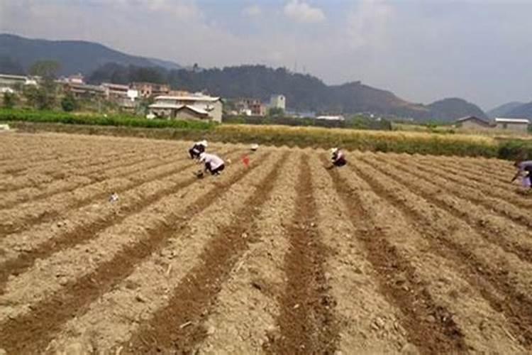 家里可以自制富硒茶吗？需要准备什么材料？