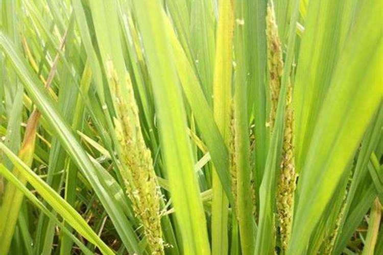 水稻什么时候用芸苔素好 使用方法及技巧