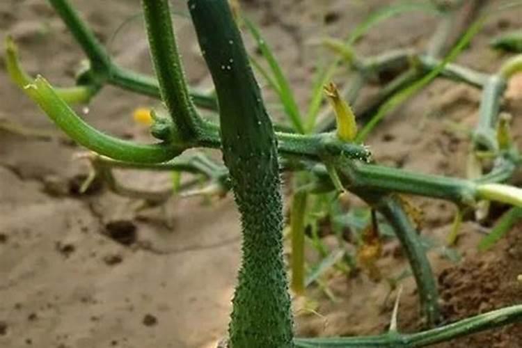 苹果树需要什么肥料
