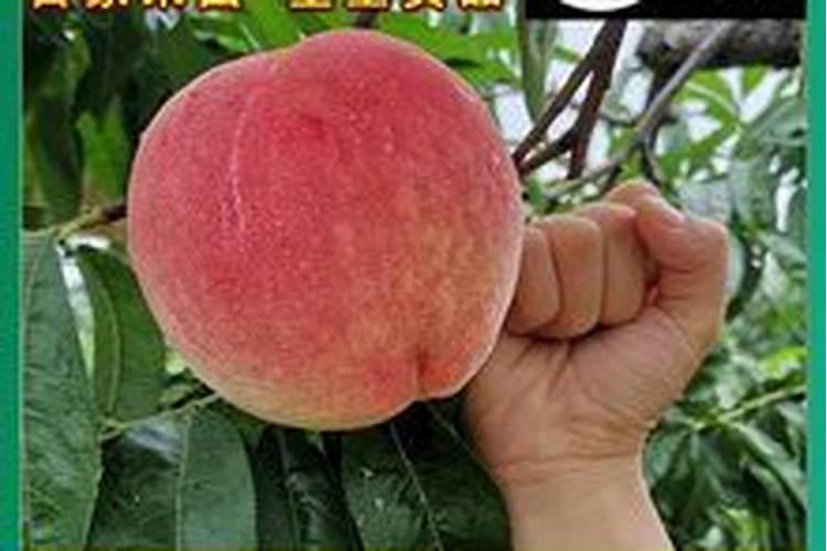 鱼蛋白肥料厂家前十名