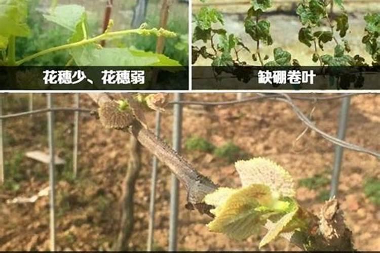种玉米底肥用什么肥料好