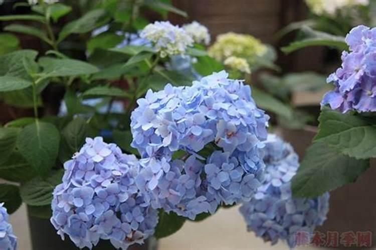 如何用好枯草芽孢杆菌？枯草芽孢杆菌的使用方法