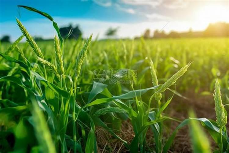 腐植酸是干什么用的？多少钱一吨？