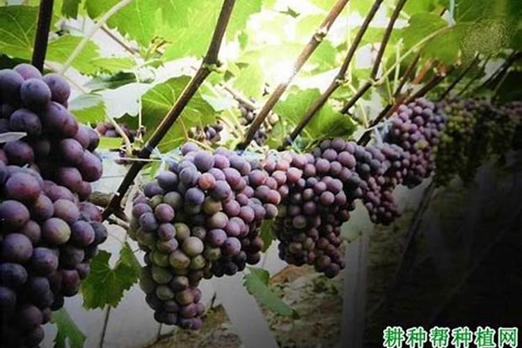 葡萄膨大用什么含量的肥料？