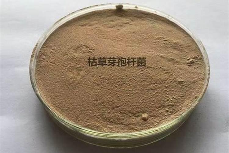 移栽大白菜怎样浇水