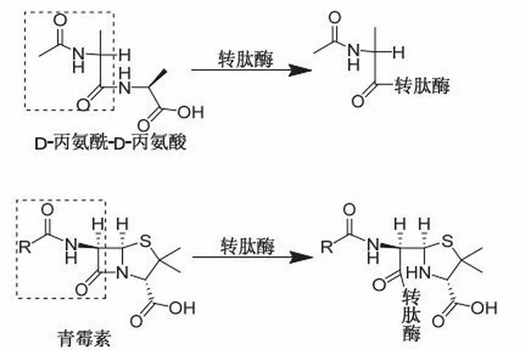 君子兰的养殖方法和注意事项有哪些