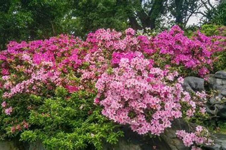 杜鹃花总是不开花是为啥 杜鹃花长叶不开花怎么弄